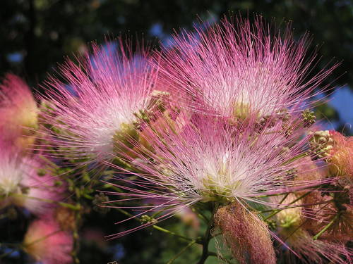 Acacia Constantinopla